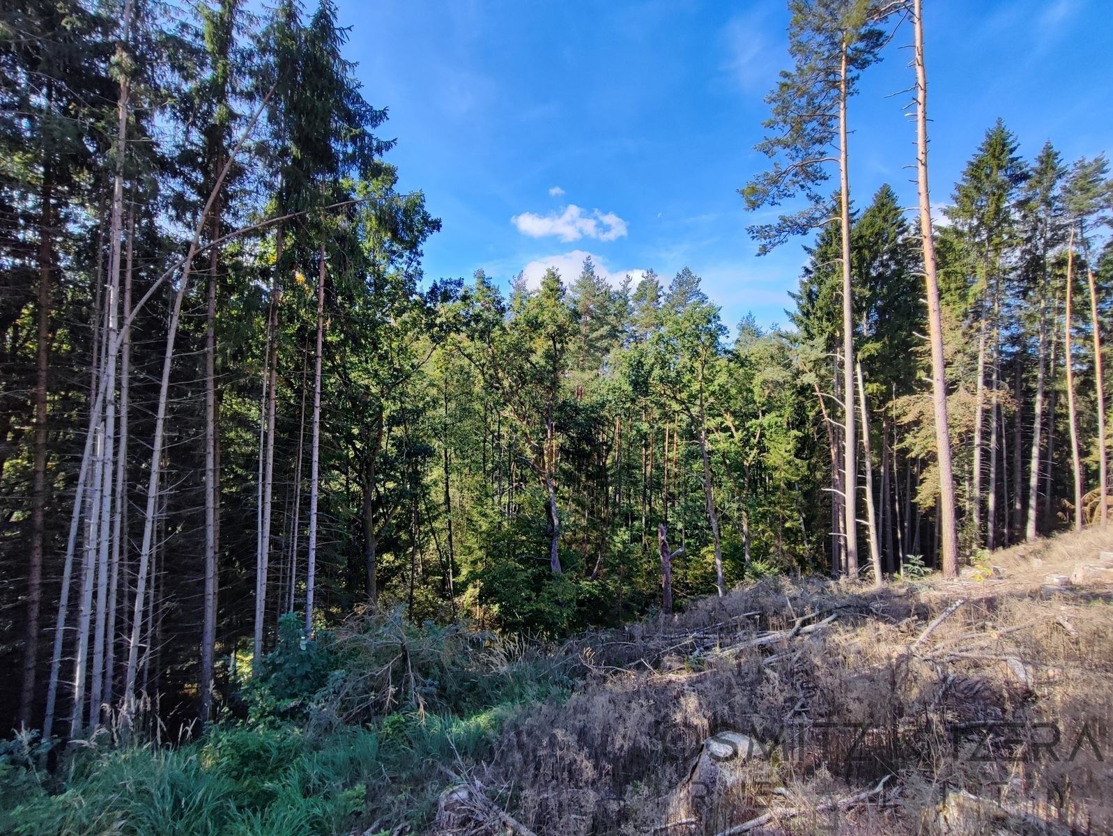 Lesy, Žďár, 233 155 m²