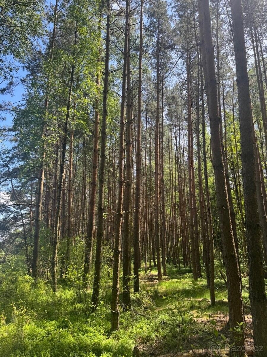 Lesy, Třeboň, 379 01, 2 634 m²