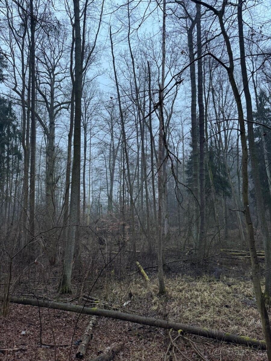 Prodej les - Třebechovice pod Orebem, 503 46, 19 m²