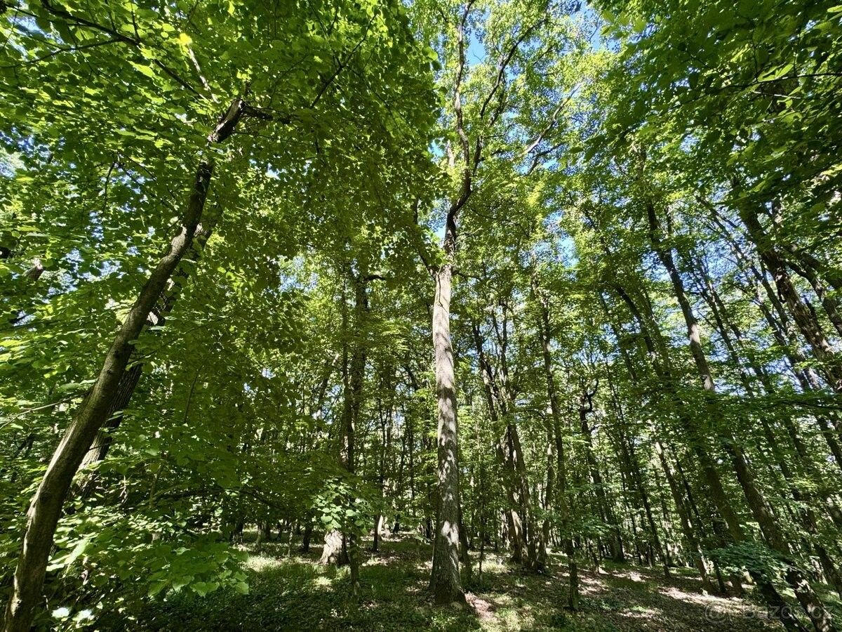 Lesy, Klobouky u Brna, 691 72, 9 544 m²