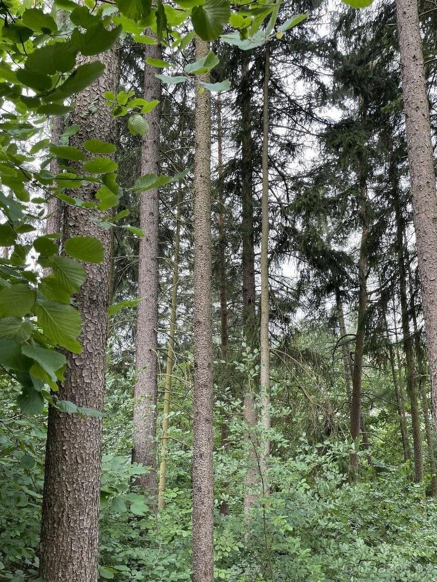 Lesy, Bohdíkov, 789 64, 4 262 m²