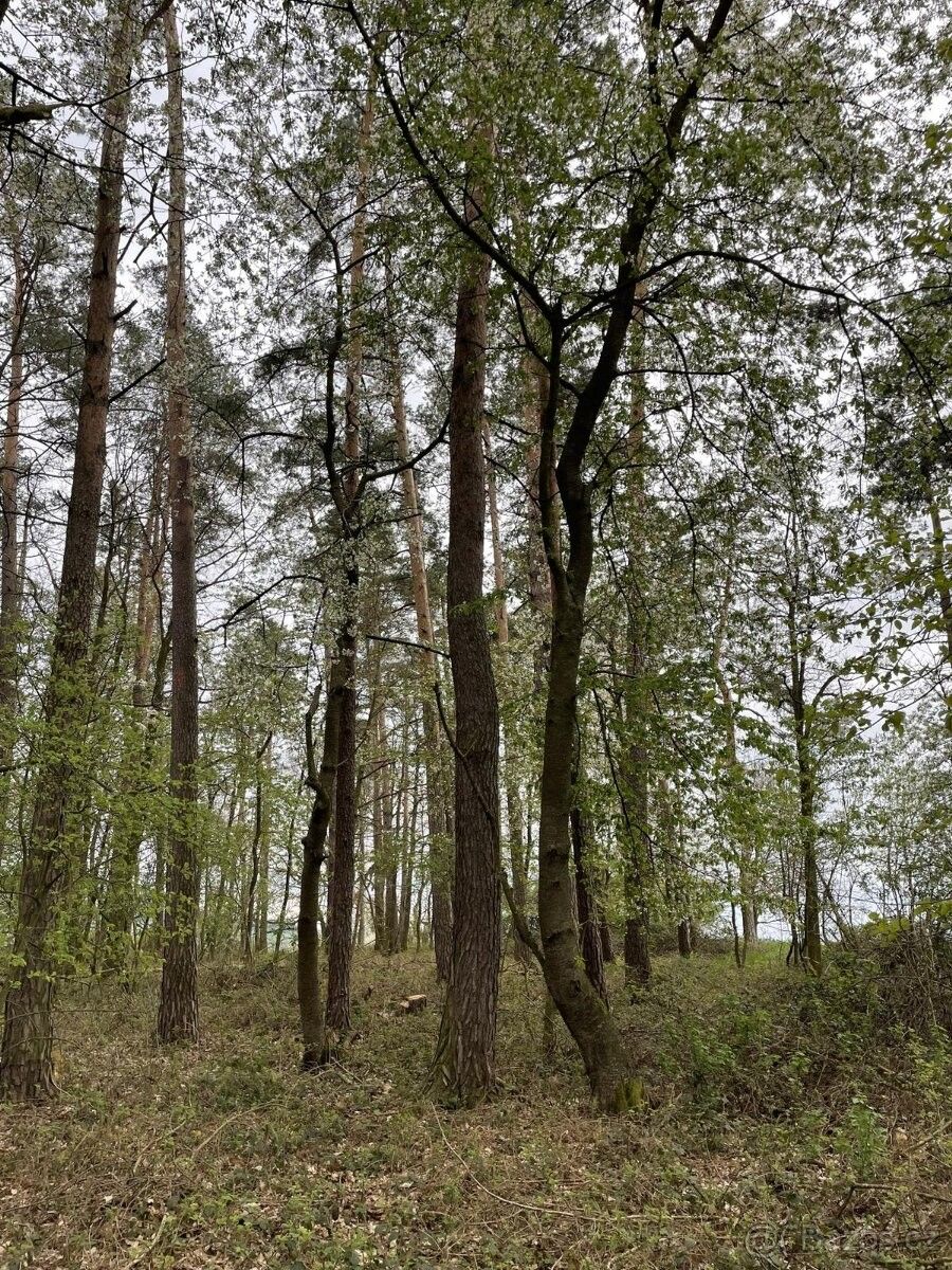 Lesy, Plzeň, 326 00, 5 650 m²