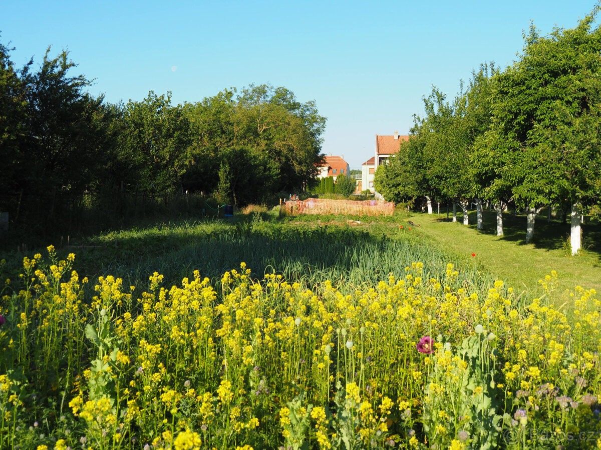 Prodej zemědělský pozemek - Velká nad Veličkou, 696 74, 2 430 m²