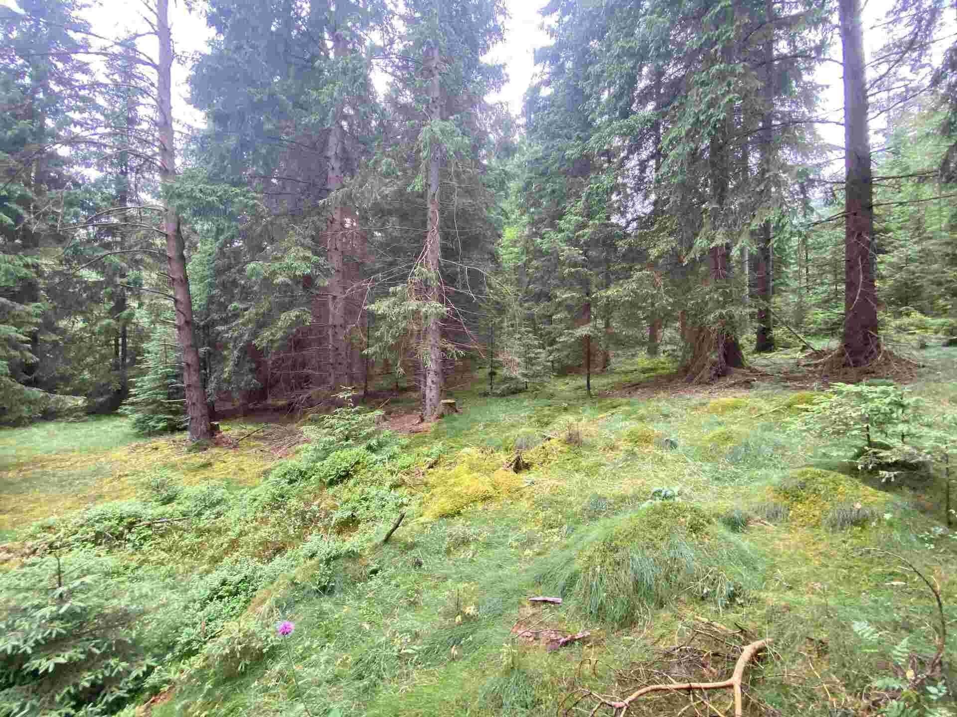 Zemědělské pozemky, Krásná, 11 900 m²