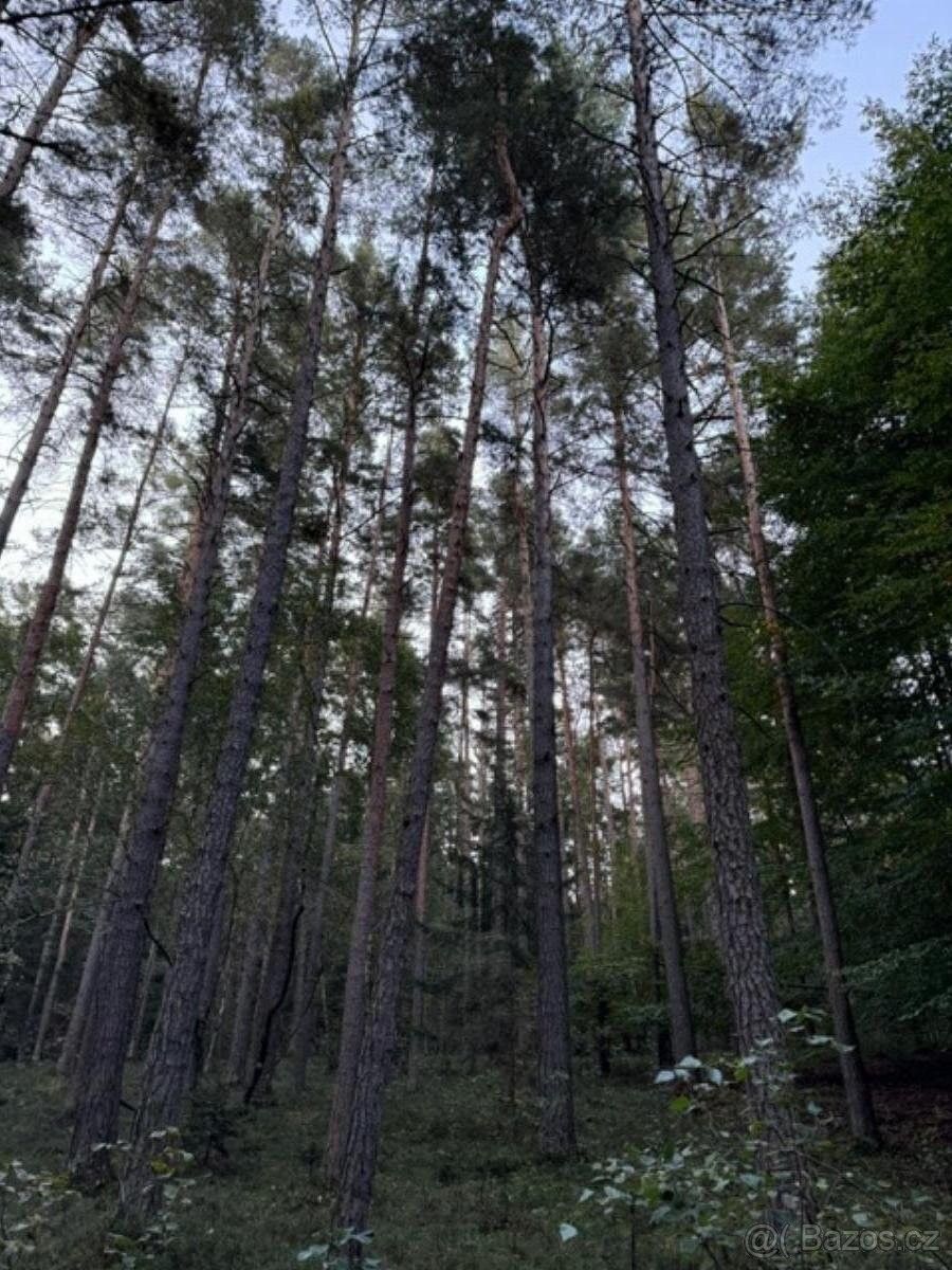 Lesy, Trhové Sviny, 374 01, 242 m²