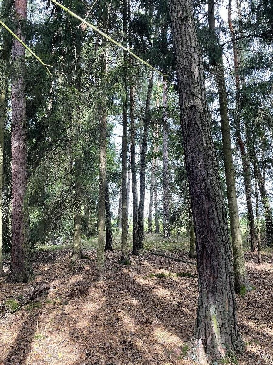 Prodej les - Kardašova Řečice, 378 21, 3 253 m²