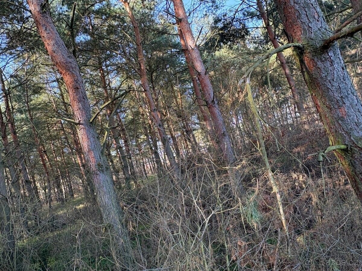 Prodej les - Břeclav, 690 06, 3 797 m²