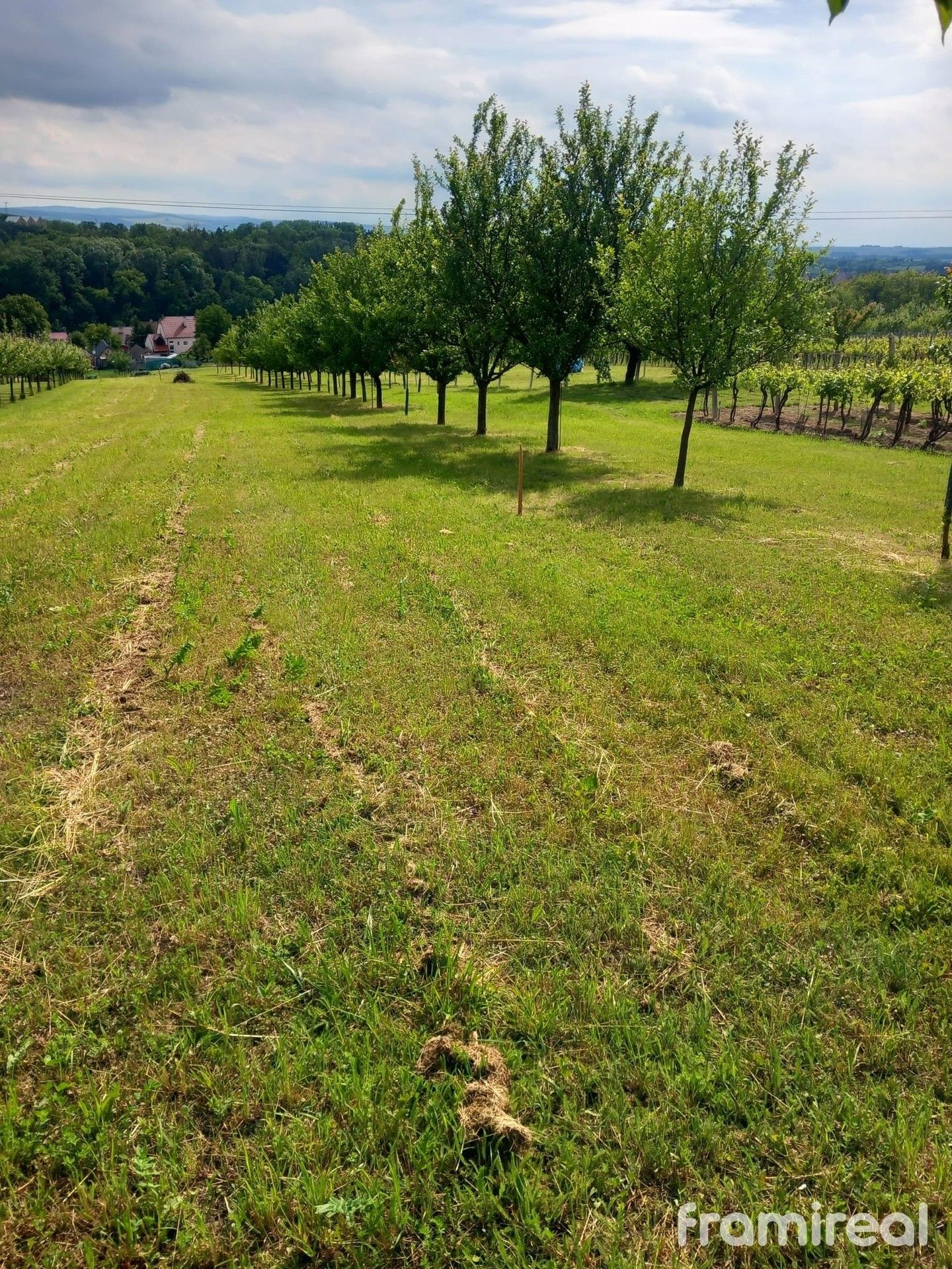 Zemědělské pozemky, Blatnice pod Svatým Antonínkem, 2 450 m²