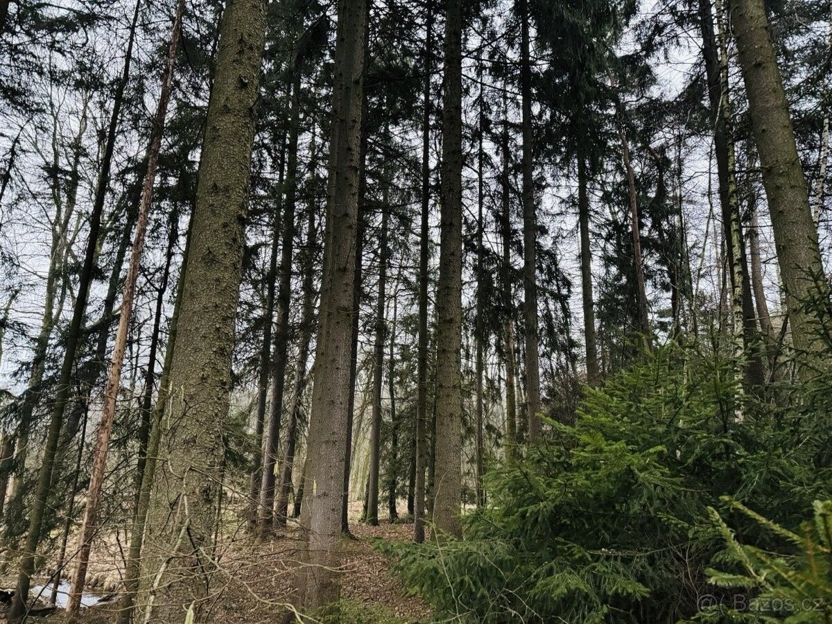 Lesy, Přelouč, 535 01, 2 467 m²