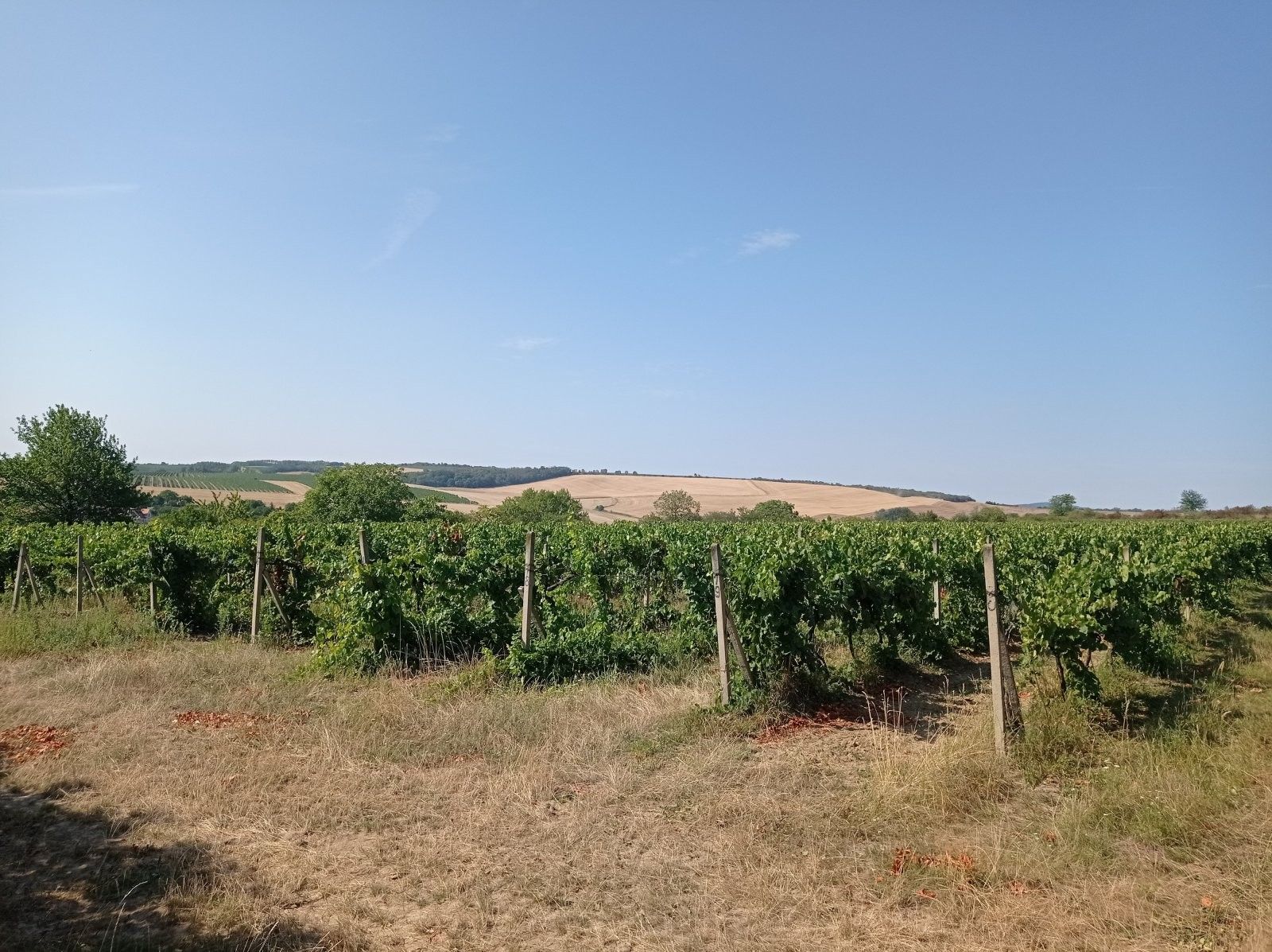 Ostatní, Úvaly, Valtice, 3 162 m²