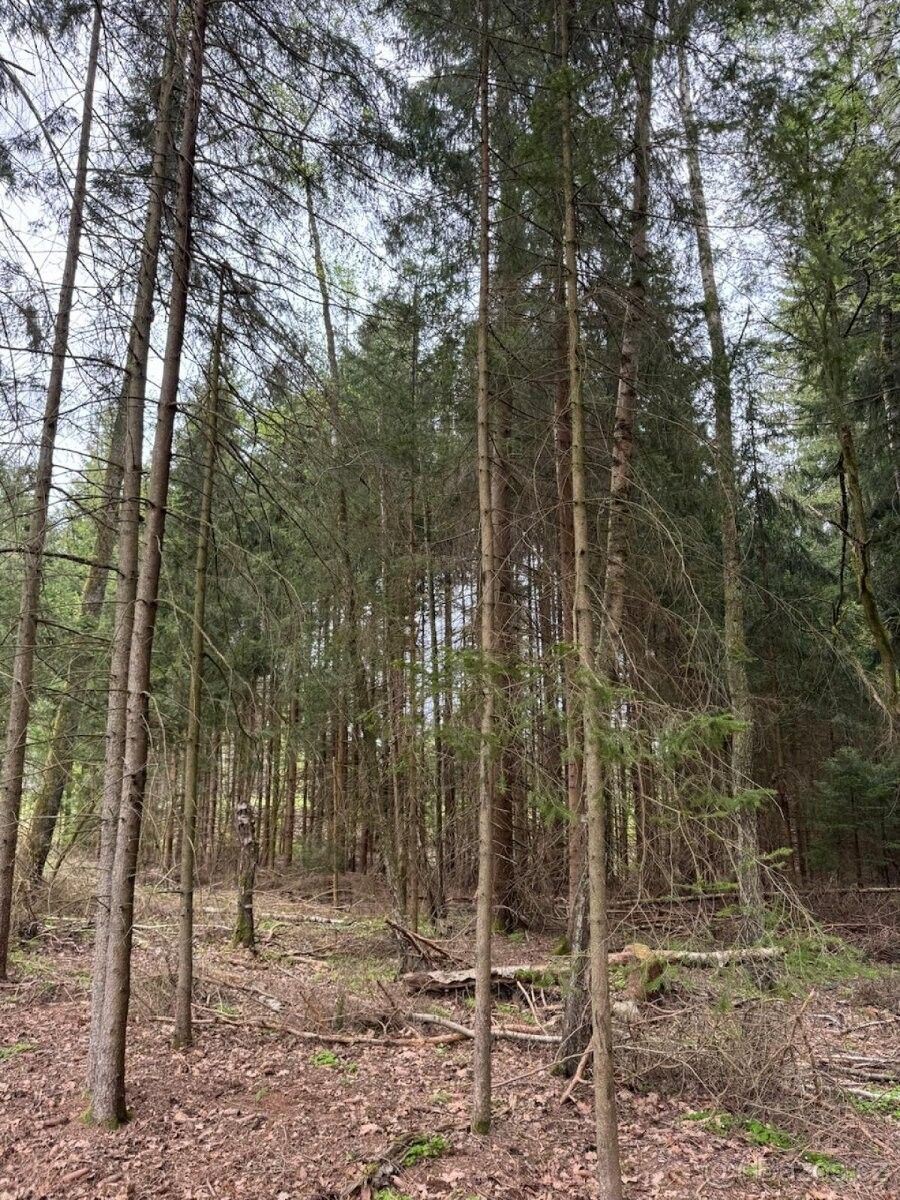 Prodej les - Nová Včelnice, 378 42, 19 864 m²