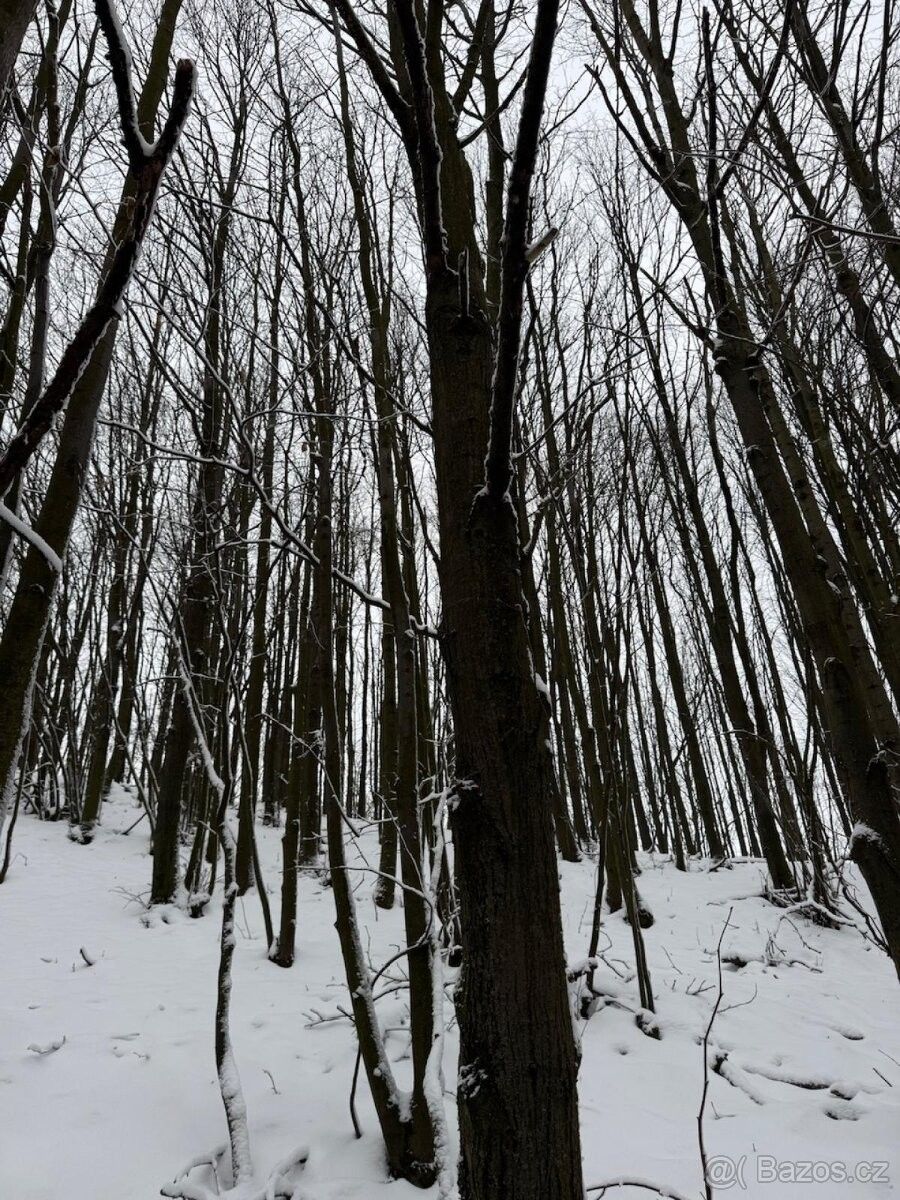 Prodej les - Starý Jičín, 742 31, 599 m²