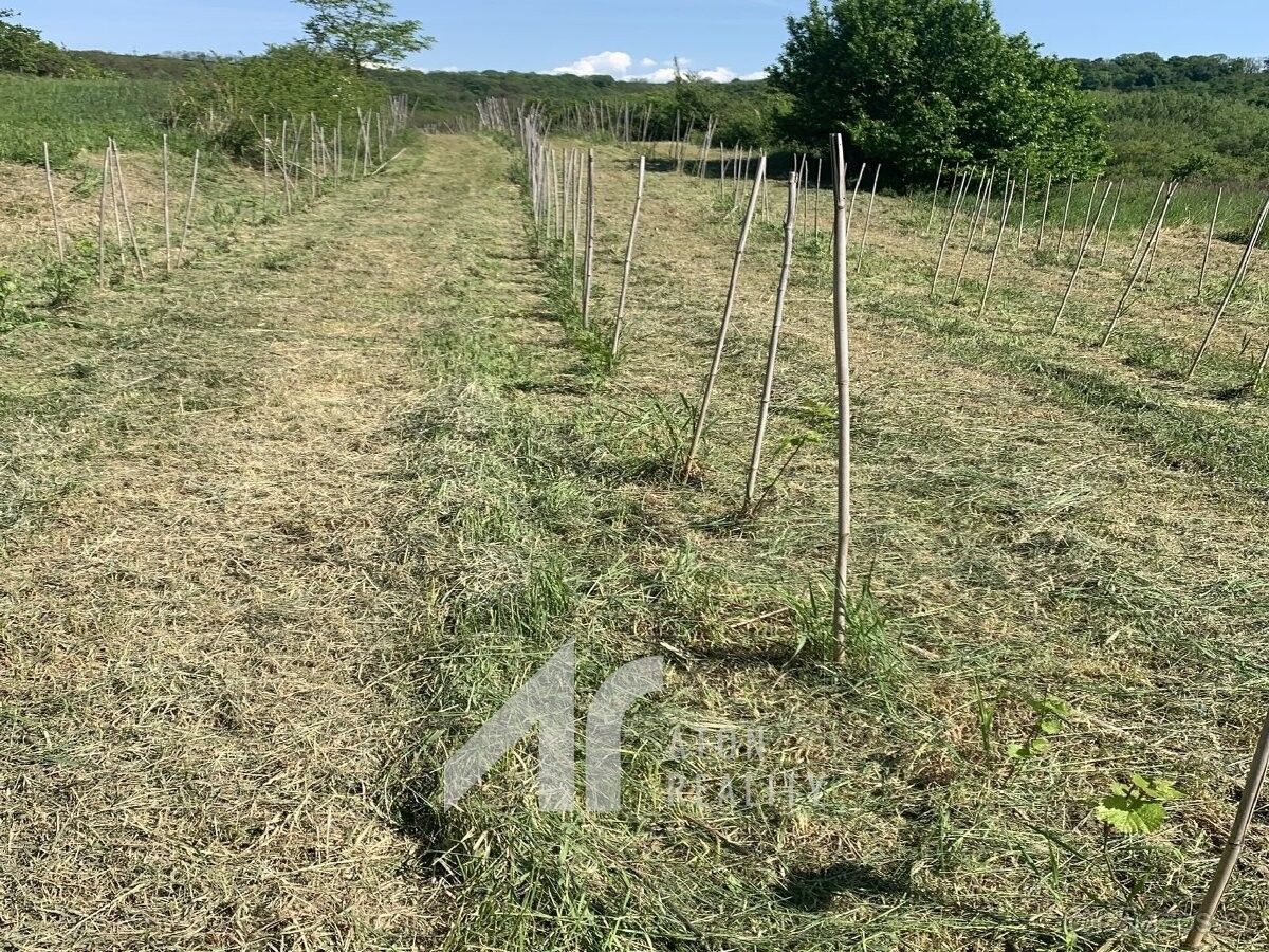 Prodej pozemek - Křepice u Hustopečí, 691 65, 2 199 m²