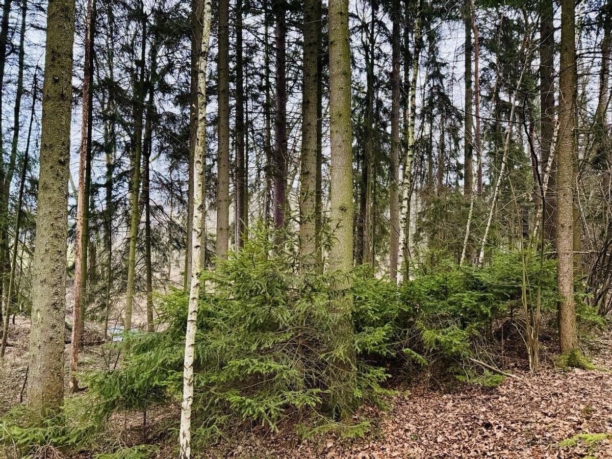 Prodej les - Přelouč, 535 01, 2 467 m²