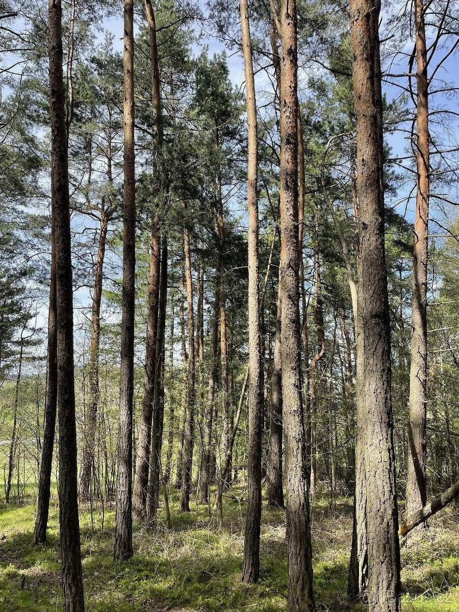 Lesy, Vlachovo Březí, 384 22, 14 517 m²