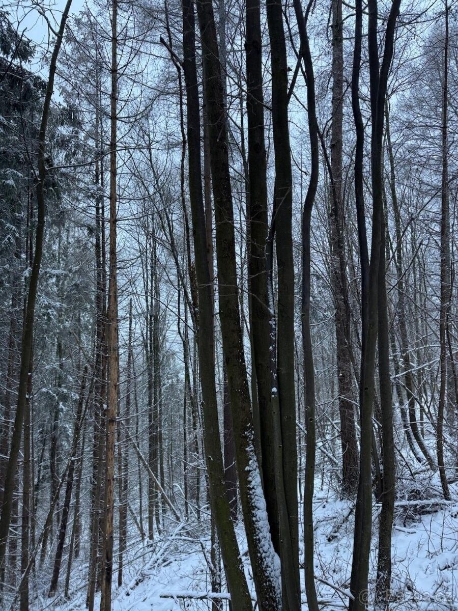 Prodej les - Nový Jičín, 741 01, 6 636 m²