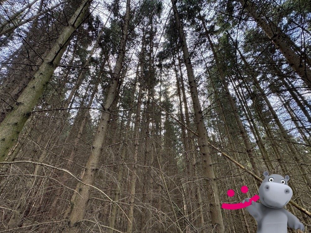 Lesy, Bojkovice, 687 71, 6 930 m²