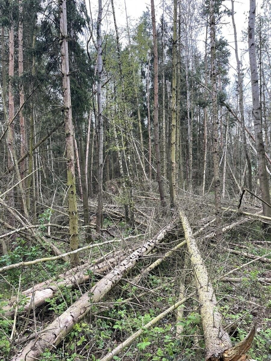 Lesy, Koloveč, 345 43, 2 536 m²