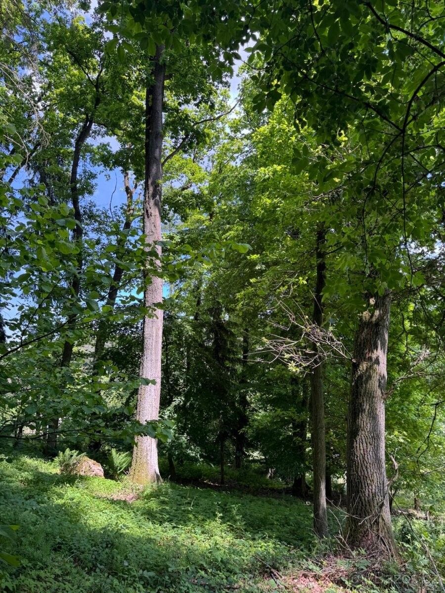 Lesy, Chvaletice, 533 12, 2 992 m²