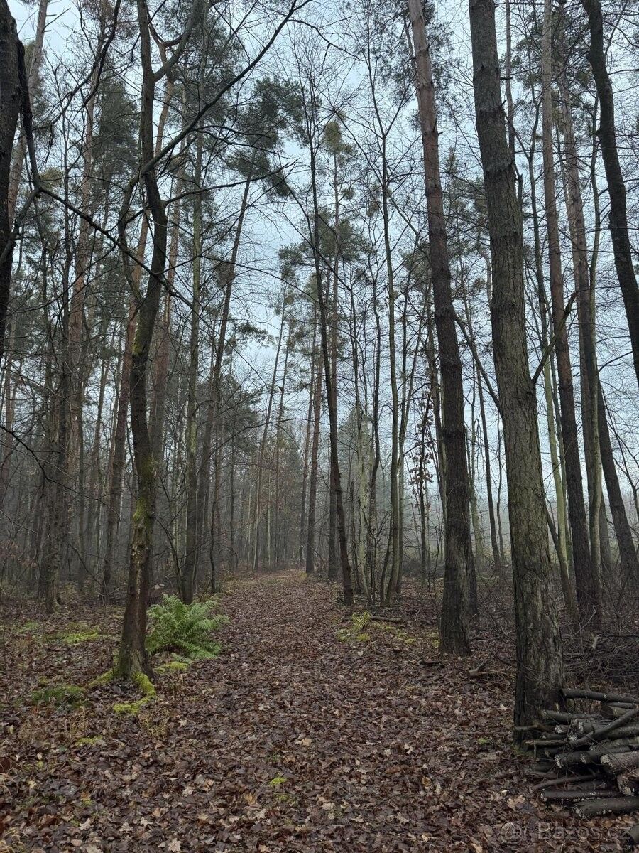 Lesy, Přelouč, 535 01, 2 589 m²
