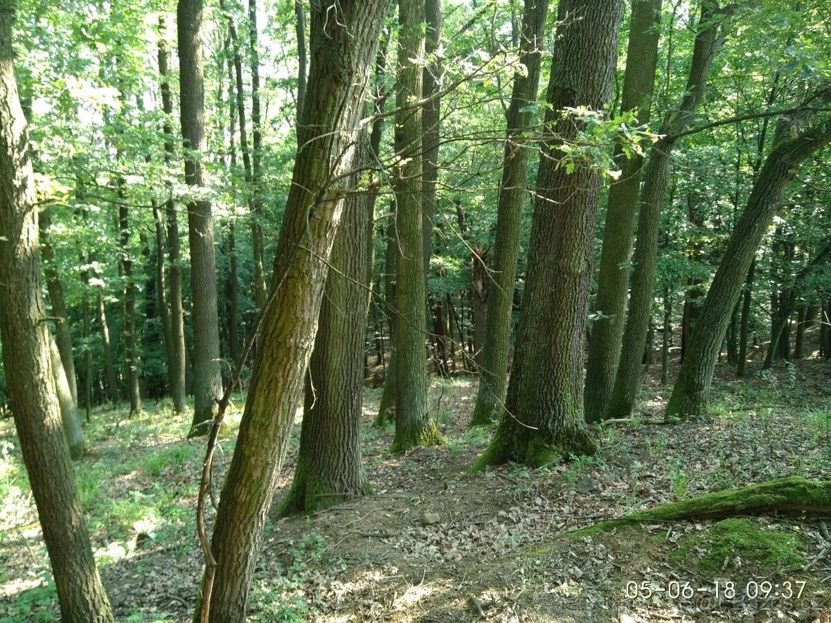 Lesy, Uherské Hradiště, 686 01, 5 251 m²