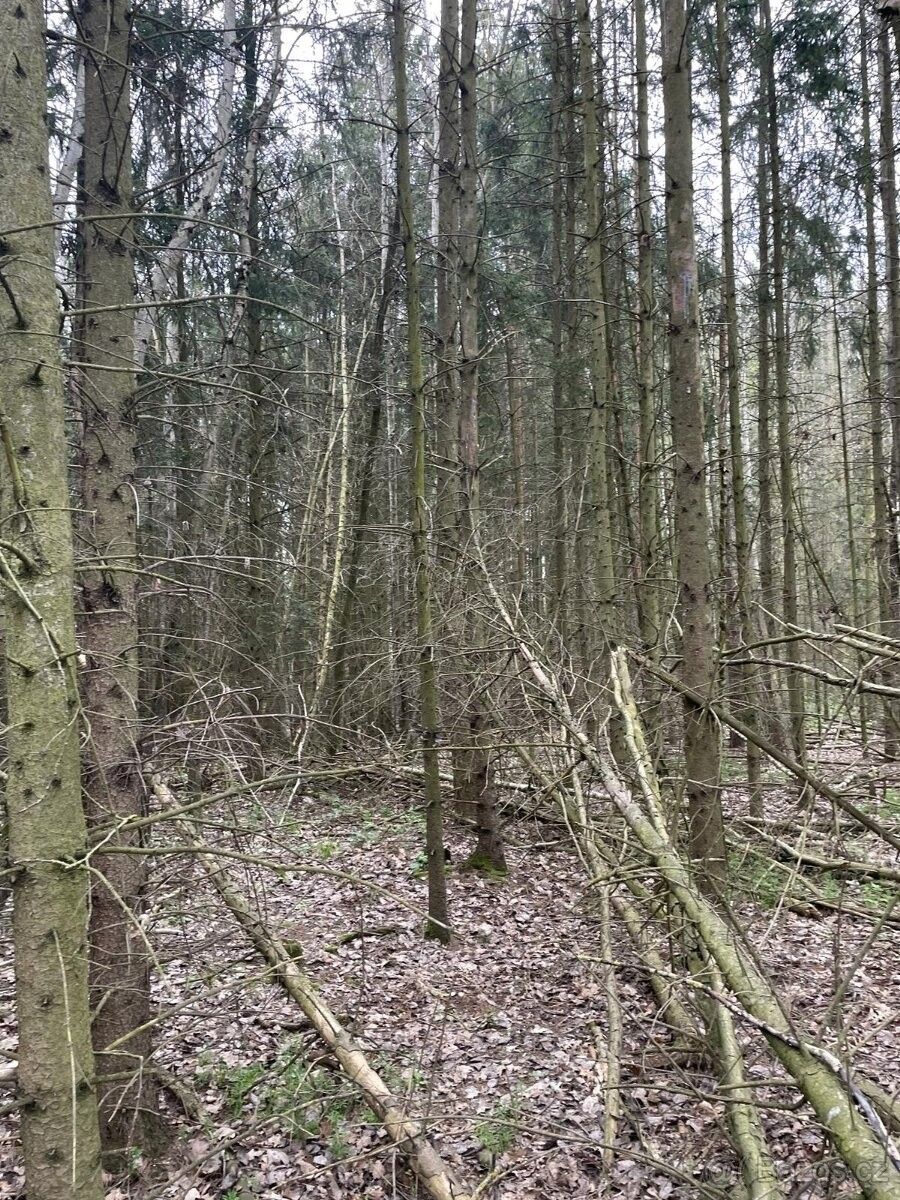 Prodej les - Koloveč, 345 43, 2 536 m²