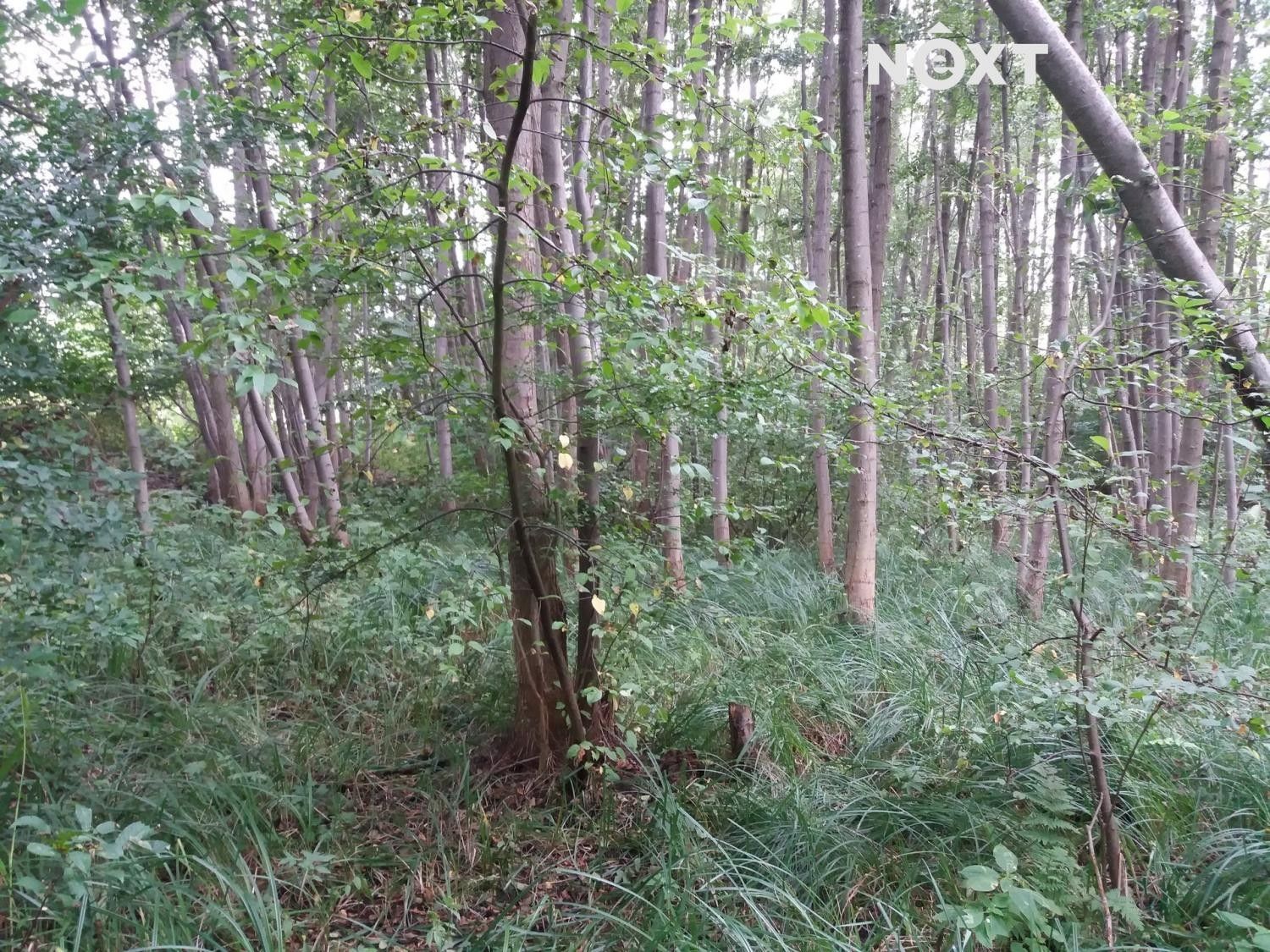 Prodej pozemek - Zátiší,Staré Splavy,Doksy, 47163, 1 000 m²
