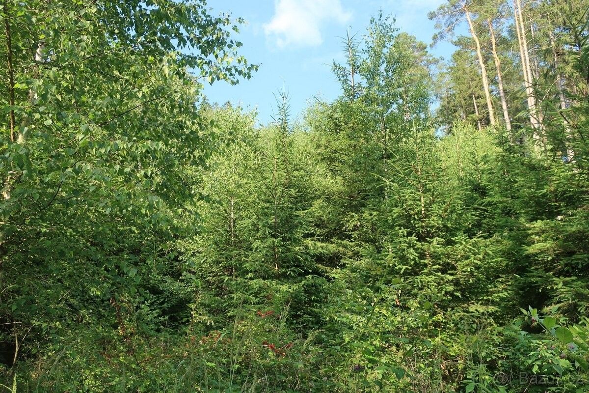 Prodej les - Velké Opatovice, 679 63, 4 542 m²