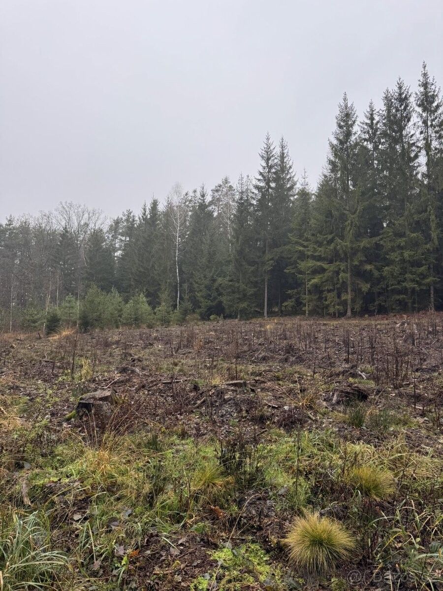 Prodej les - Holice v Čechách, 534 01, 166 m²