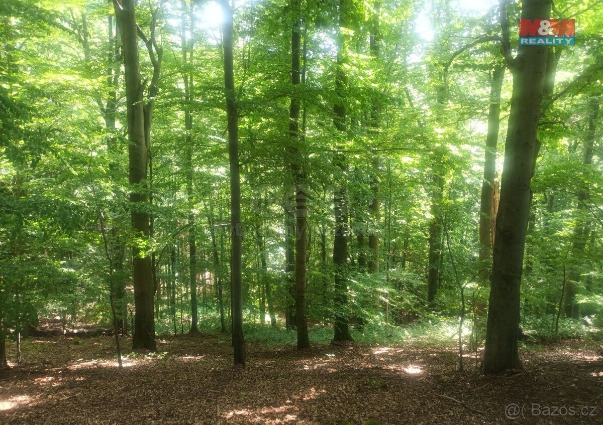 Prodej les - Vsetín, 755 01, 44 159 m²