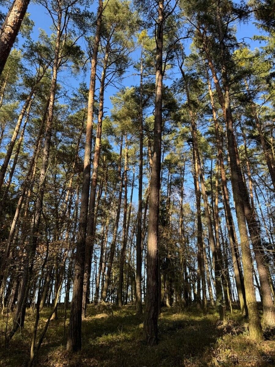 Lesy, Bernartice u Milevska, 398 43, 1 899 m²