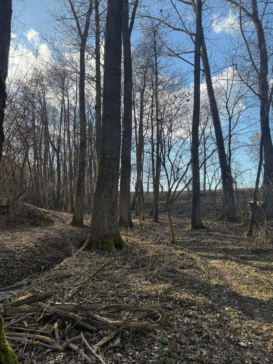 Lesy, Všechovice, 753 53, 15 439 m²