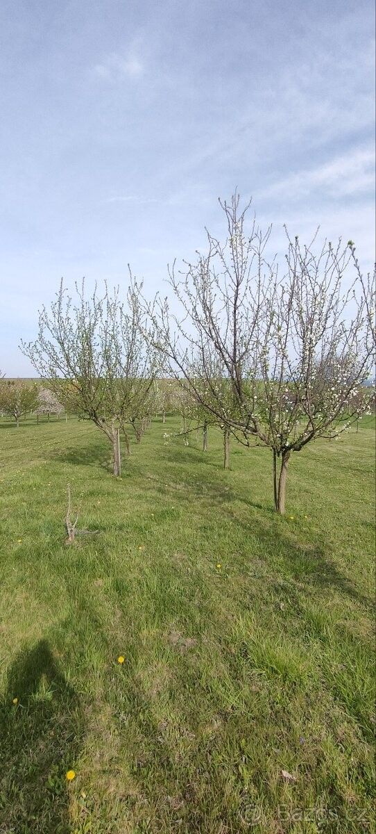 Prodej zahrada - Vnorovy, 696 61, 2 500 m²