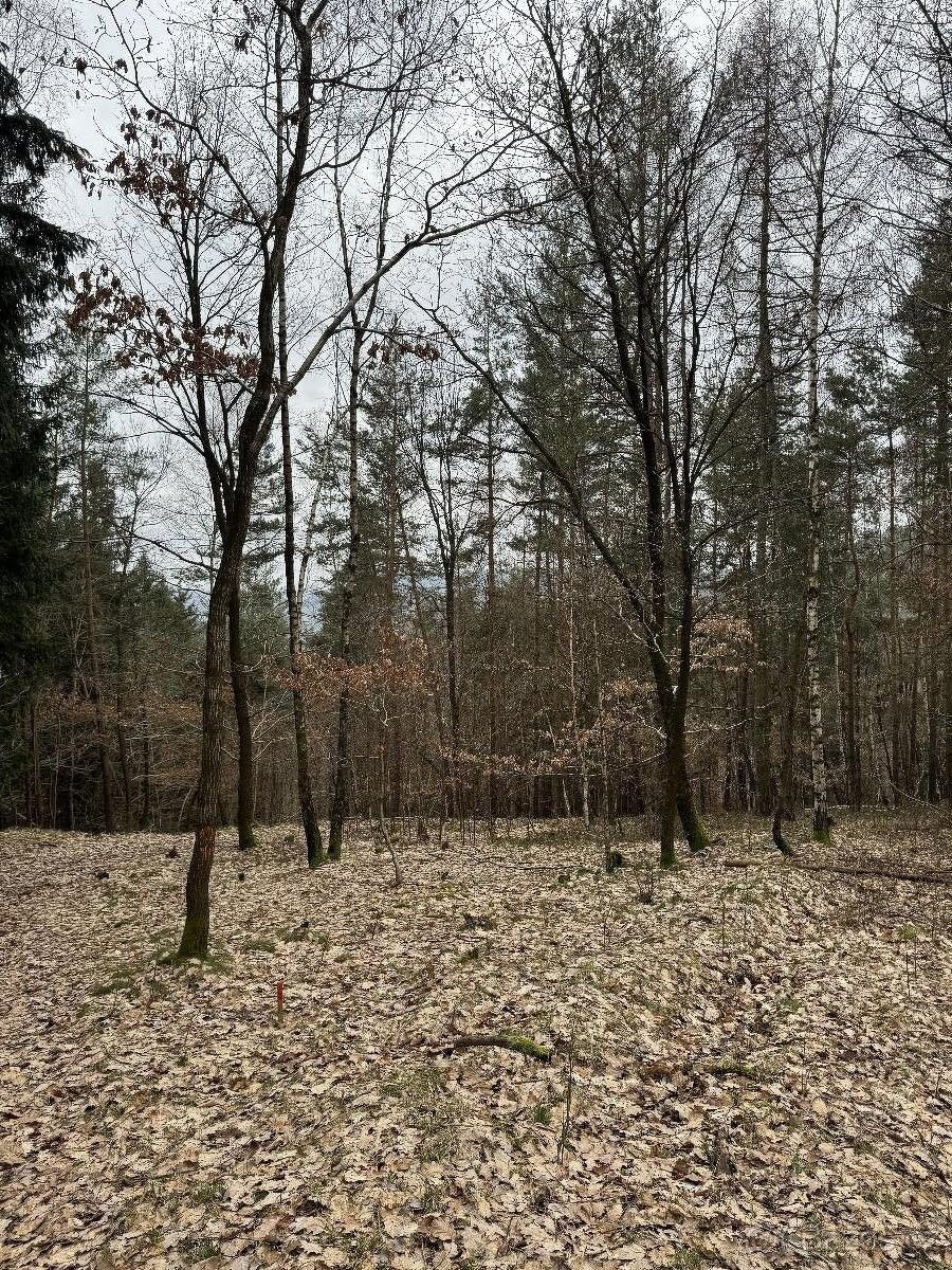 Prodej les - Železný Brod, 468 22, 7 163 m²