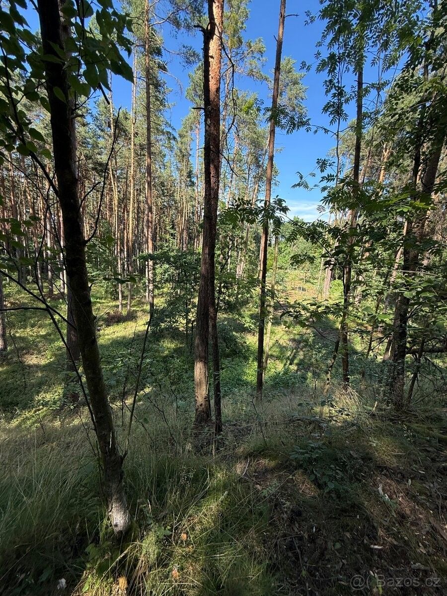 Prodej les - Hluboká nad Vltavou, 373 41, 5 307 m²