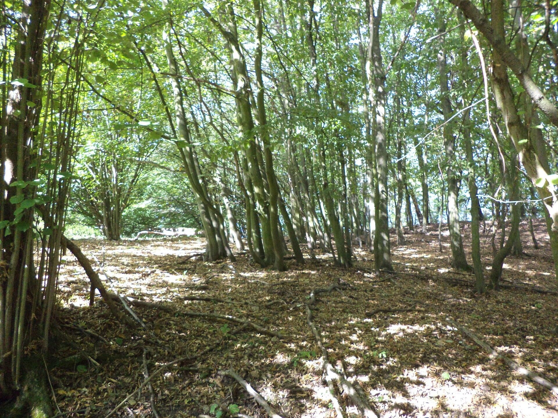 Zemědělské pozemky, Malé Březno, 14 517 m²