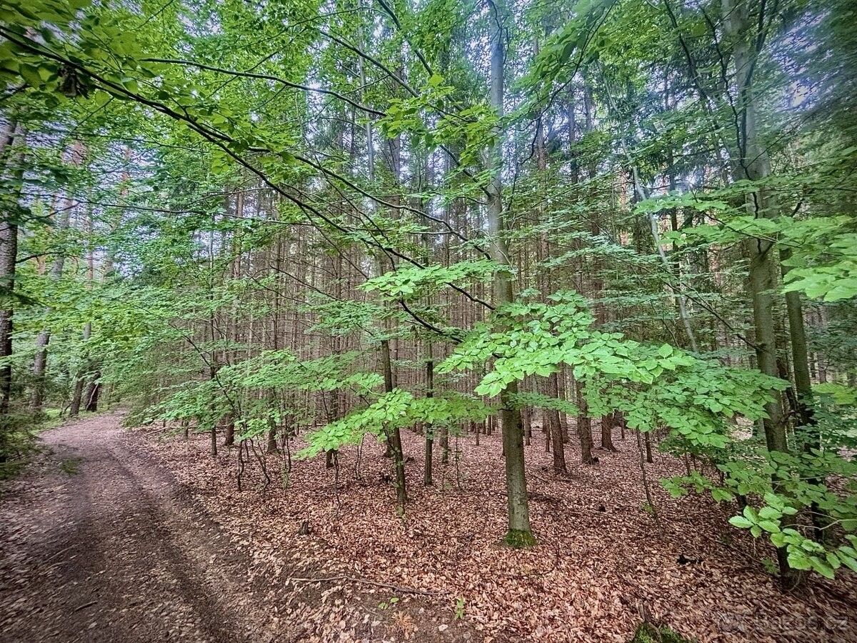 Prodej les - Dolní Loučky, 594 55, 6 579 m²