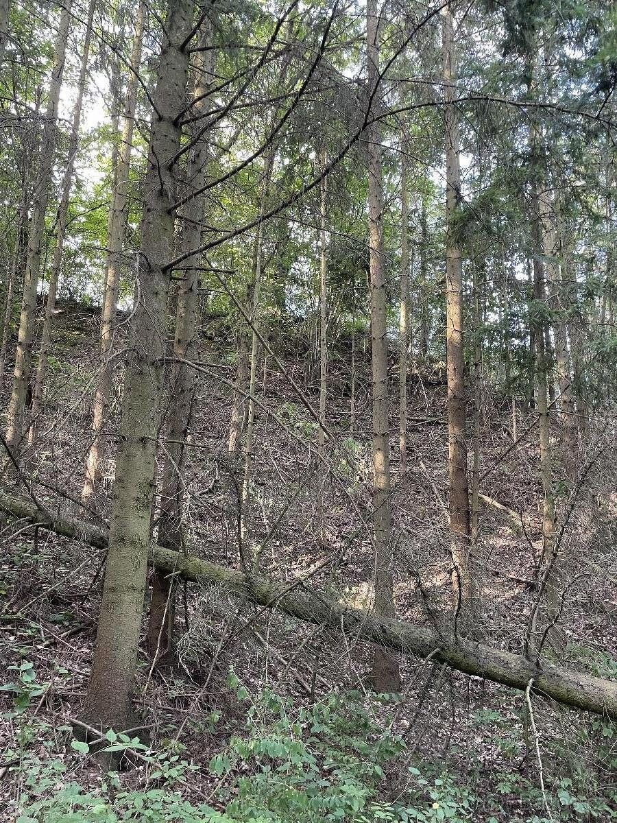 Prodej les - Moravská Třebová, 571 01, 12 944 m²