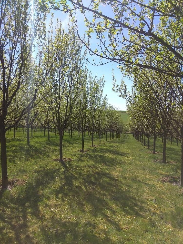 Ostatní, Vlčnov, 687 61, 20 000 m²