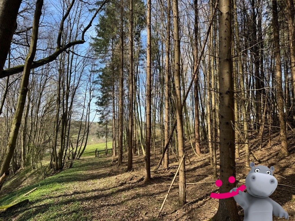 Prodej les - Luhačovice, 763 26, 6 656 m²