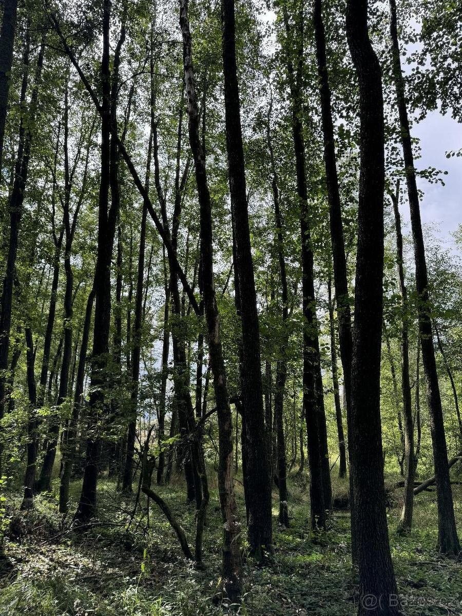 Louky, Ledeč nad Sázavou, 584 01, 3 134 m²