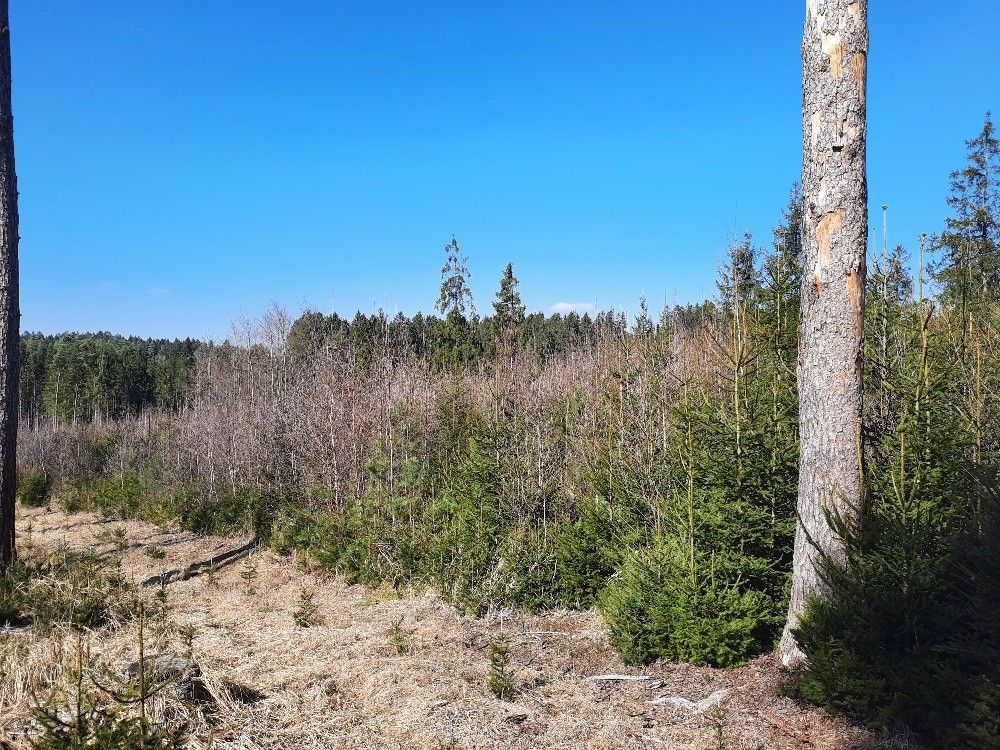 Prodej les - Těmice u Kamenice nad Lipou, 394 96, 7 562 m²