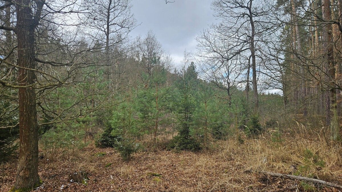 Prodej les - Třeboň, 379 01, 32 388 m²