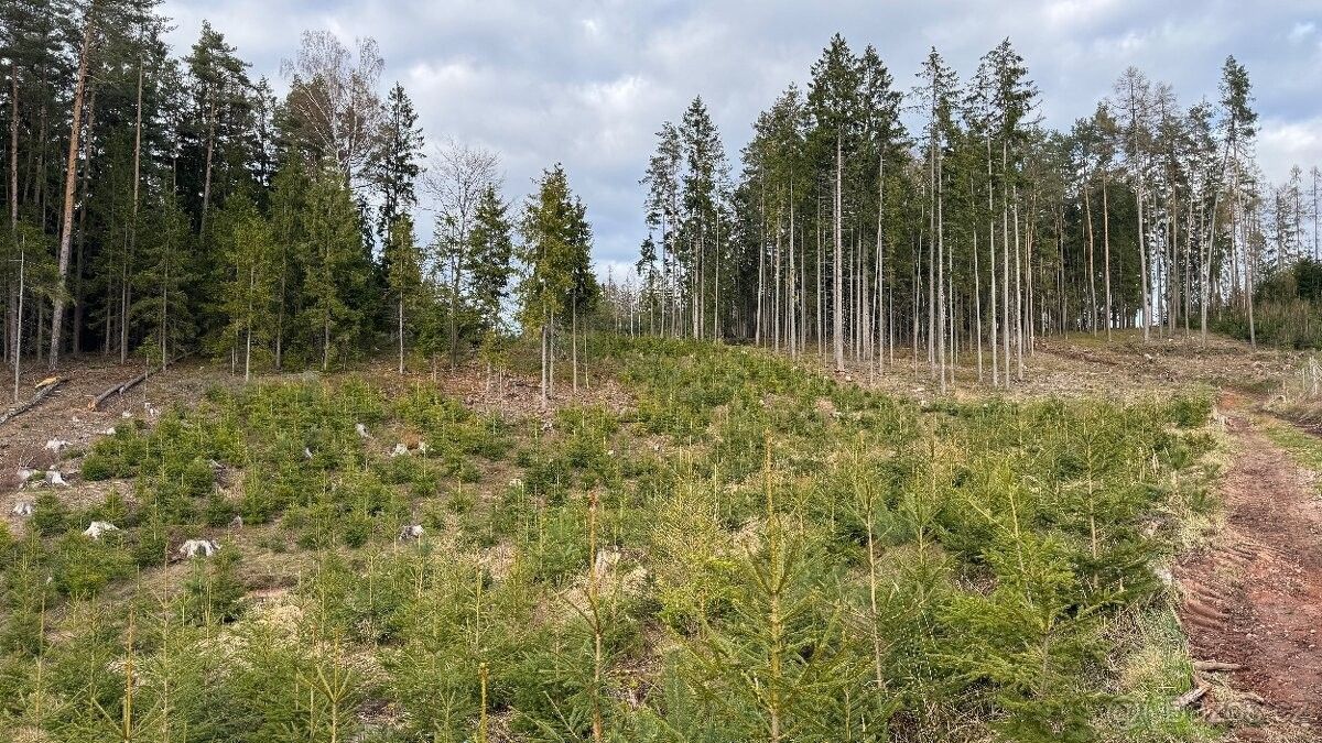 Prodej les - Pecka, 507 82, 35 100 m²