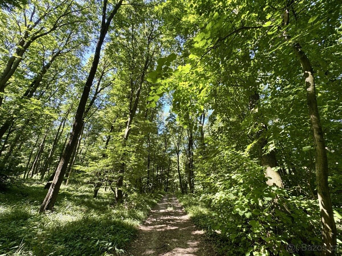 Prodej les - Klobouky u Brna, 691 72, 9 544 m²