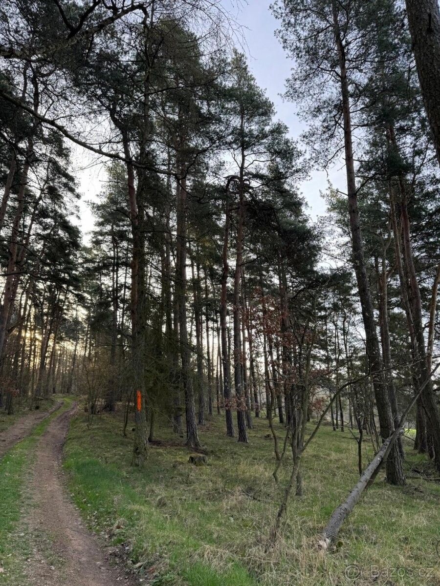 Prodej les - Čistá u Rakovníka, 270 34, 2 633 m²
