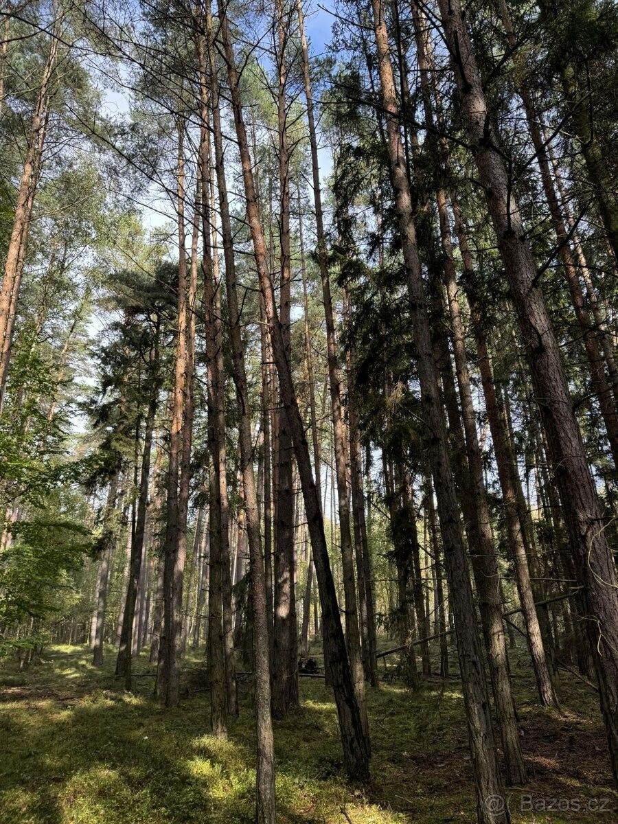 Lesy, Třemošná, 330 11, 20 954 m²