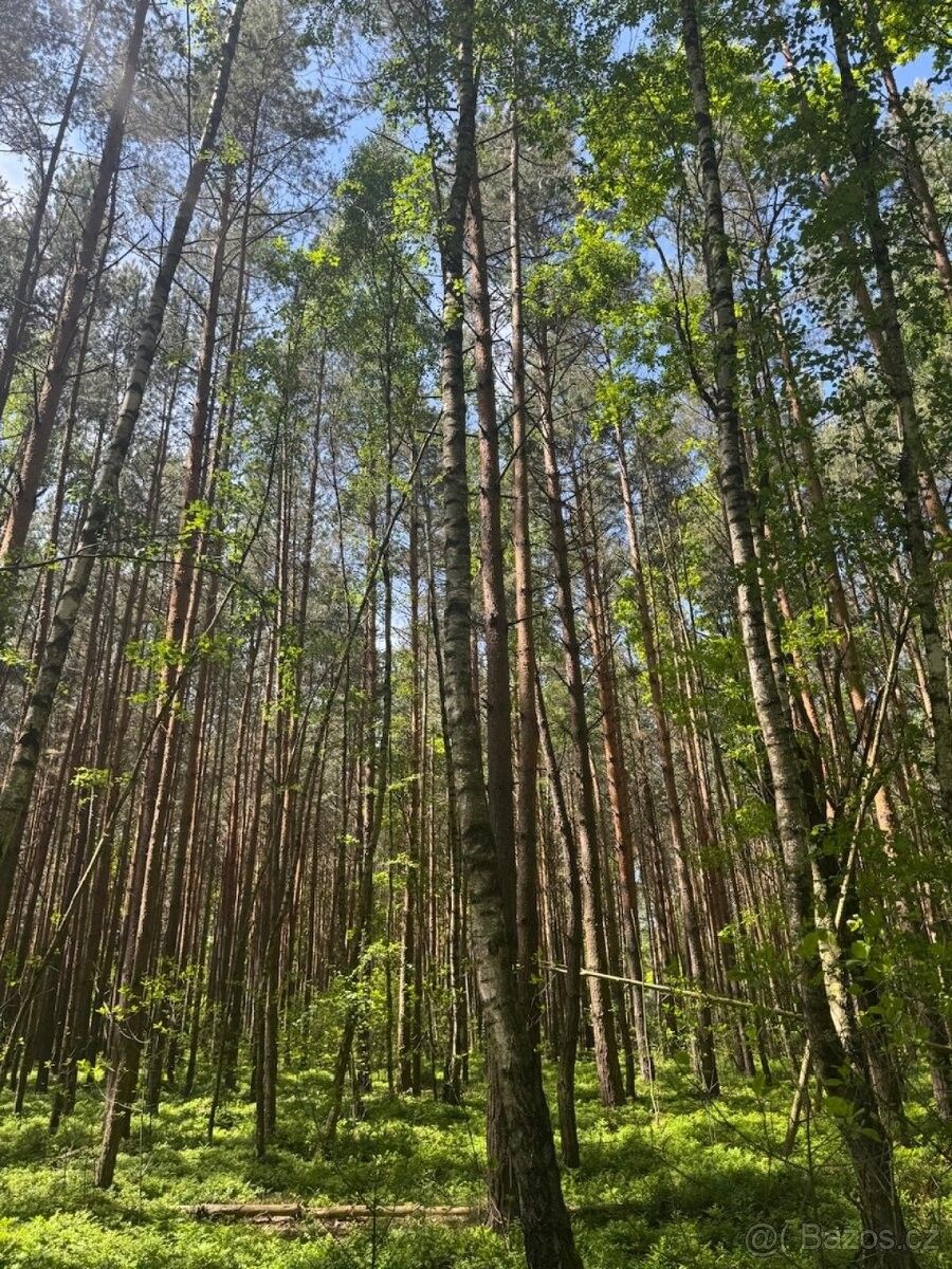 Prodej les - Třeboň, 379 01, 2 634 m²
