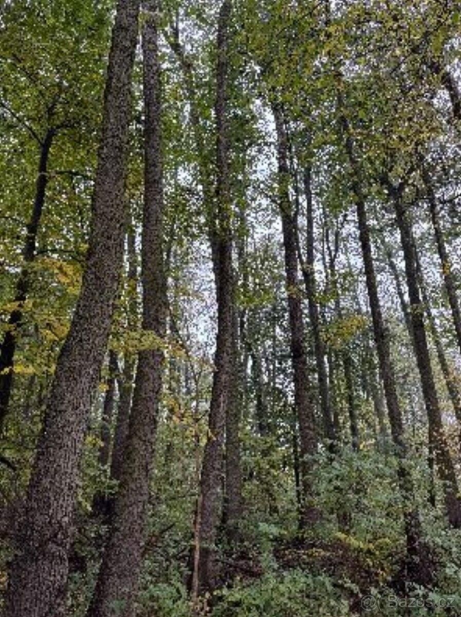 Prodej les - Česká Lípa, 470 02, 13 318 m²