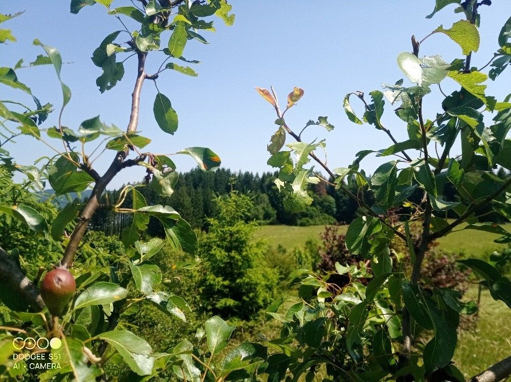 Prodej les - Vsetín, 755 01, 25 335 m²